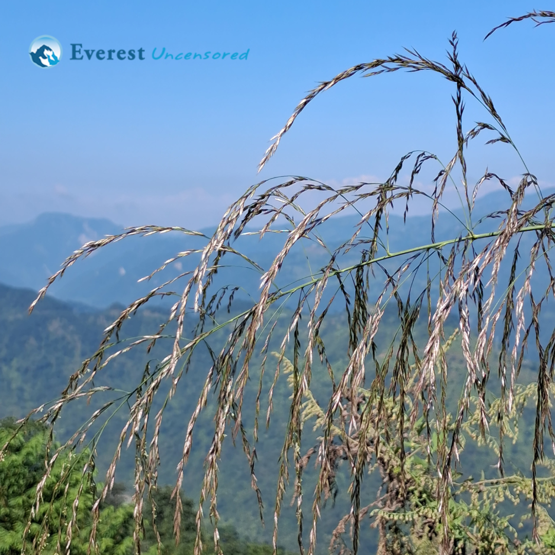 DBS Hike to Chaukidada