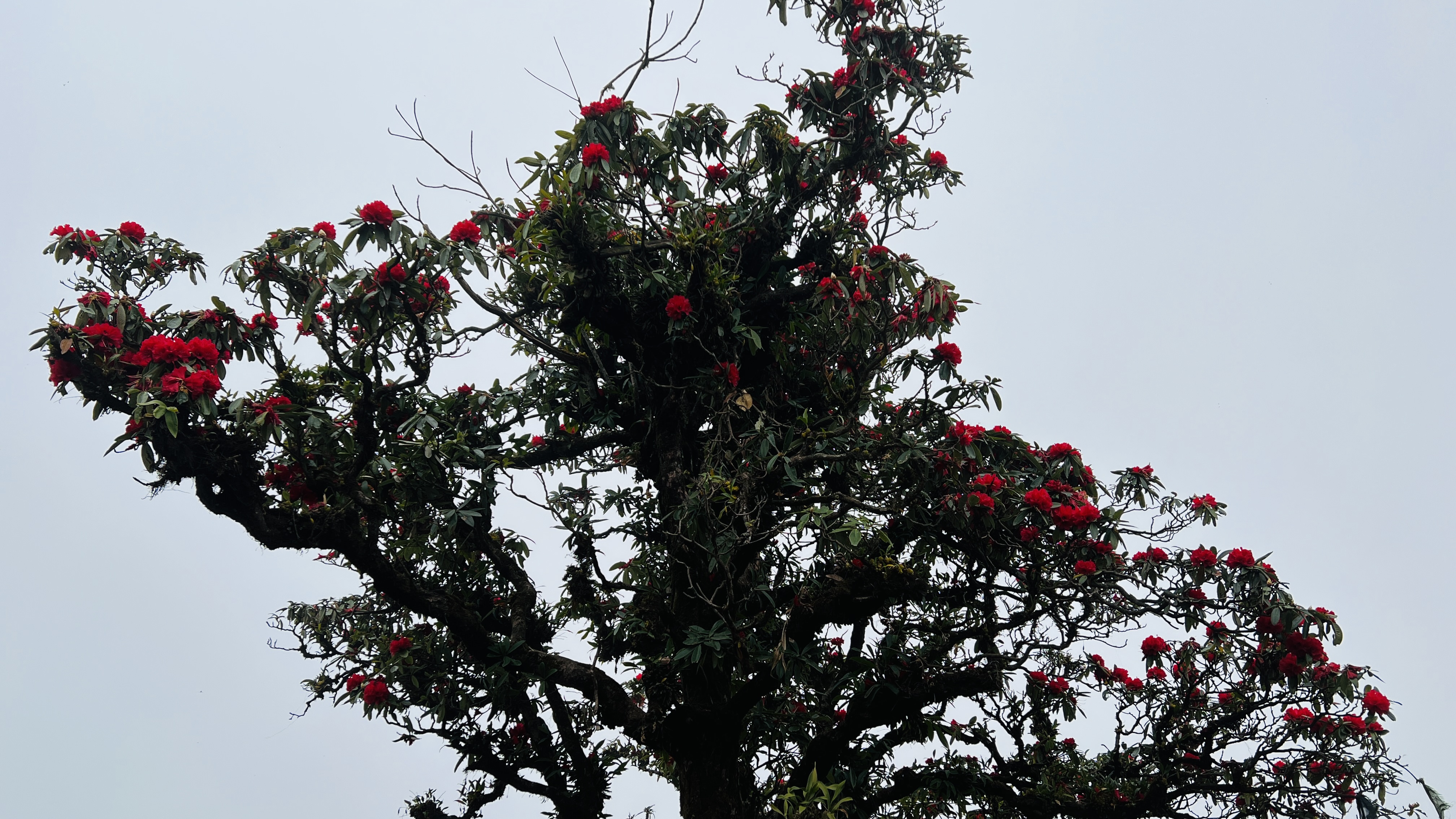 DDS to Bhimphedi to Latarambeshwor Mahadev