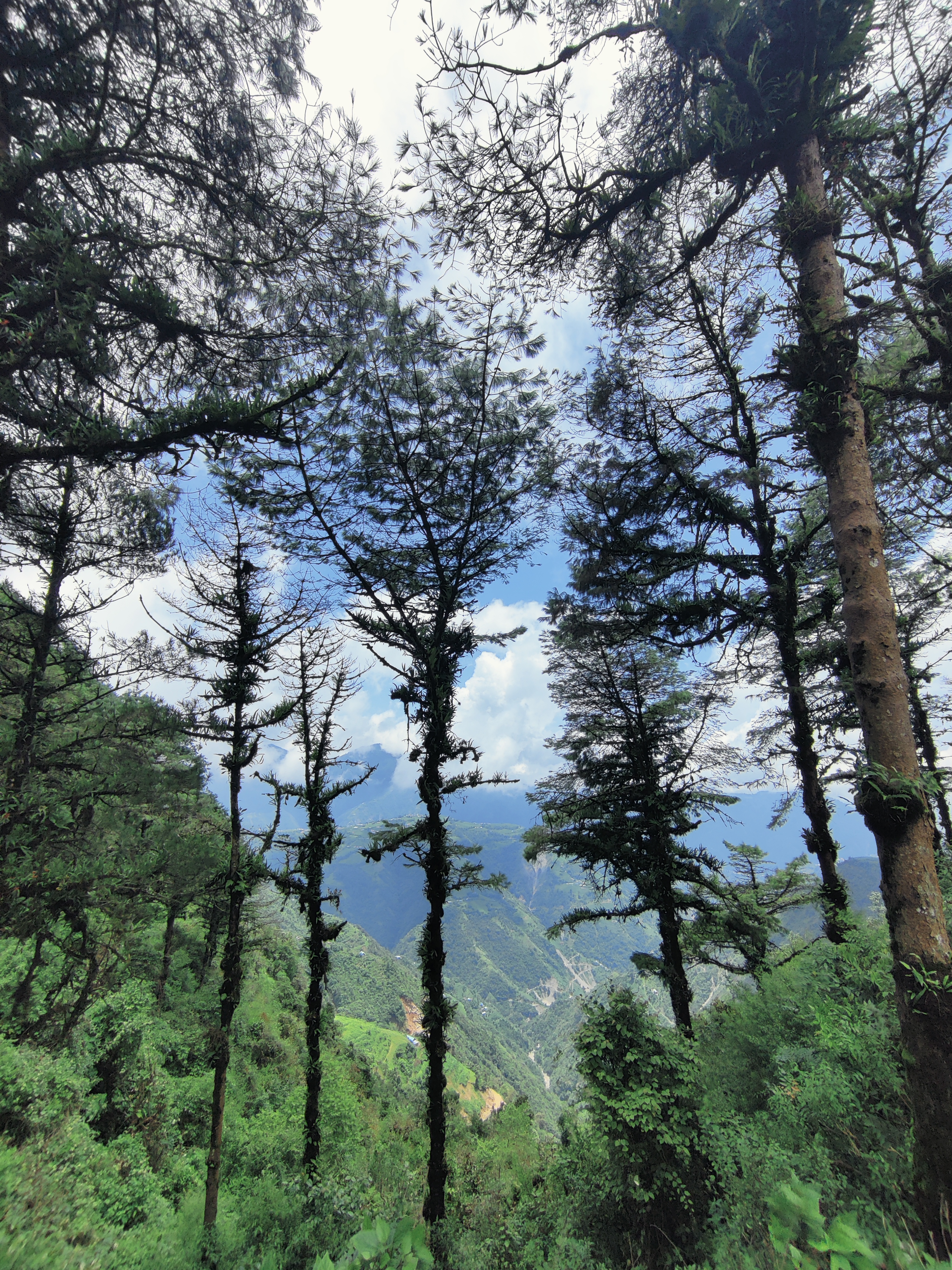 Deerhold and Deerwalk Group Hike: Monsoon Magic from Tika Bhairab to Dalchoki