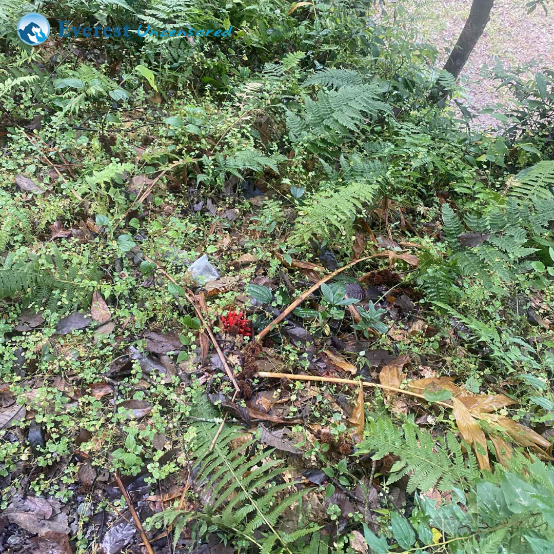 Hike from Godavari to Lakuri Bhanjyang