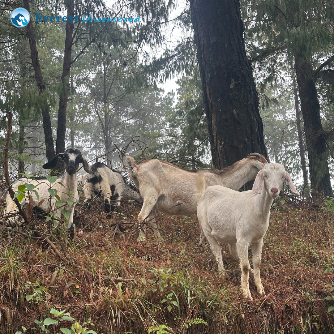 Hike from Godavari to Lakuri Bhanjyang