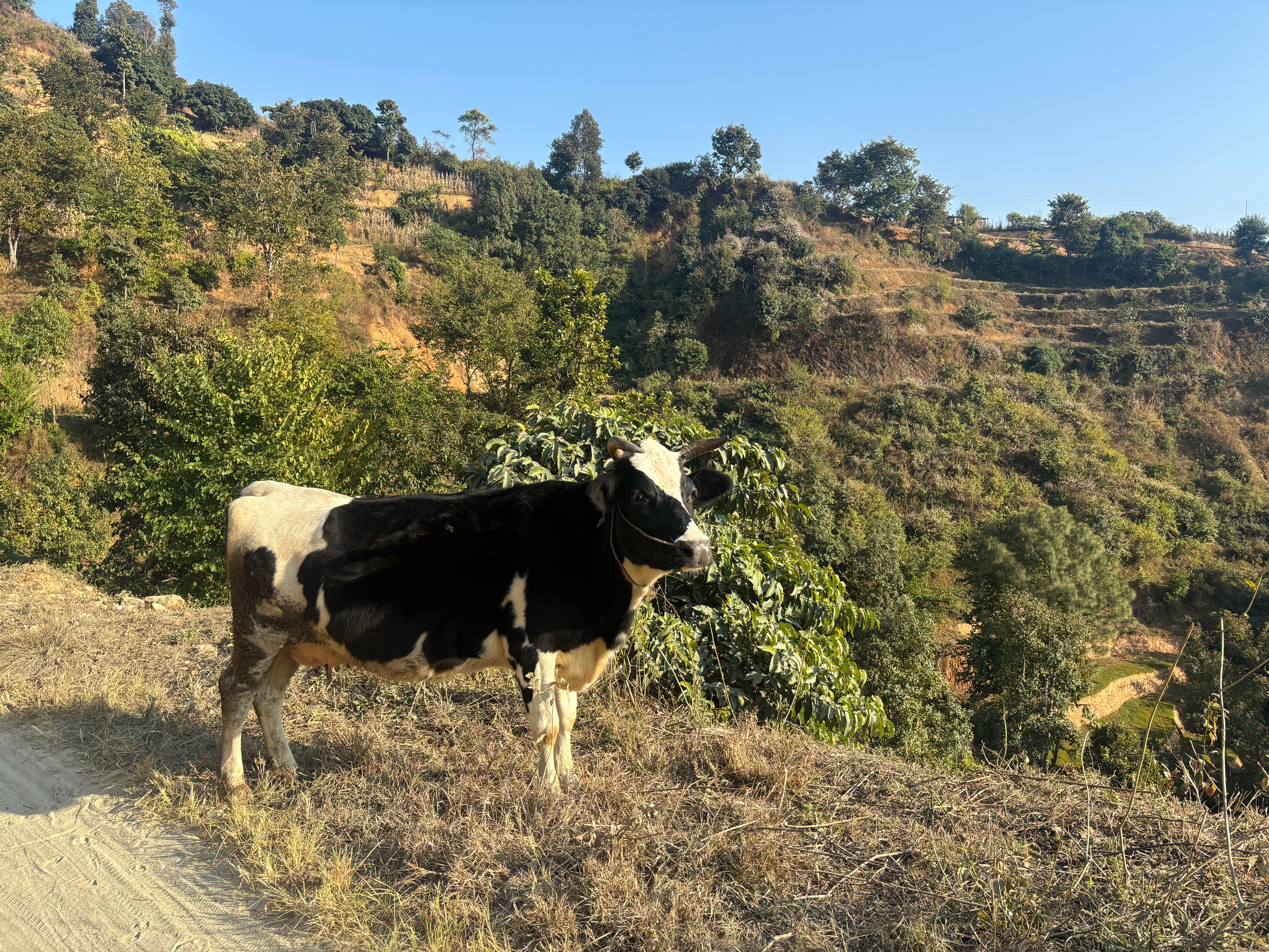 DDS Hike to Kot Kalika