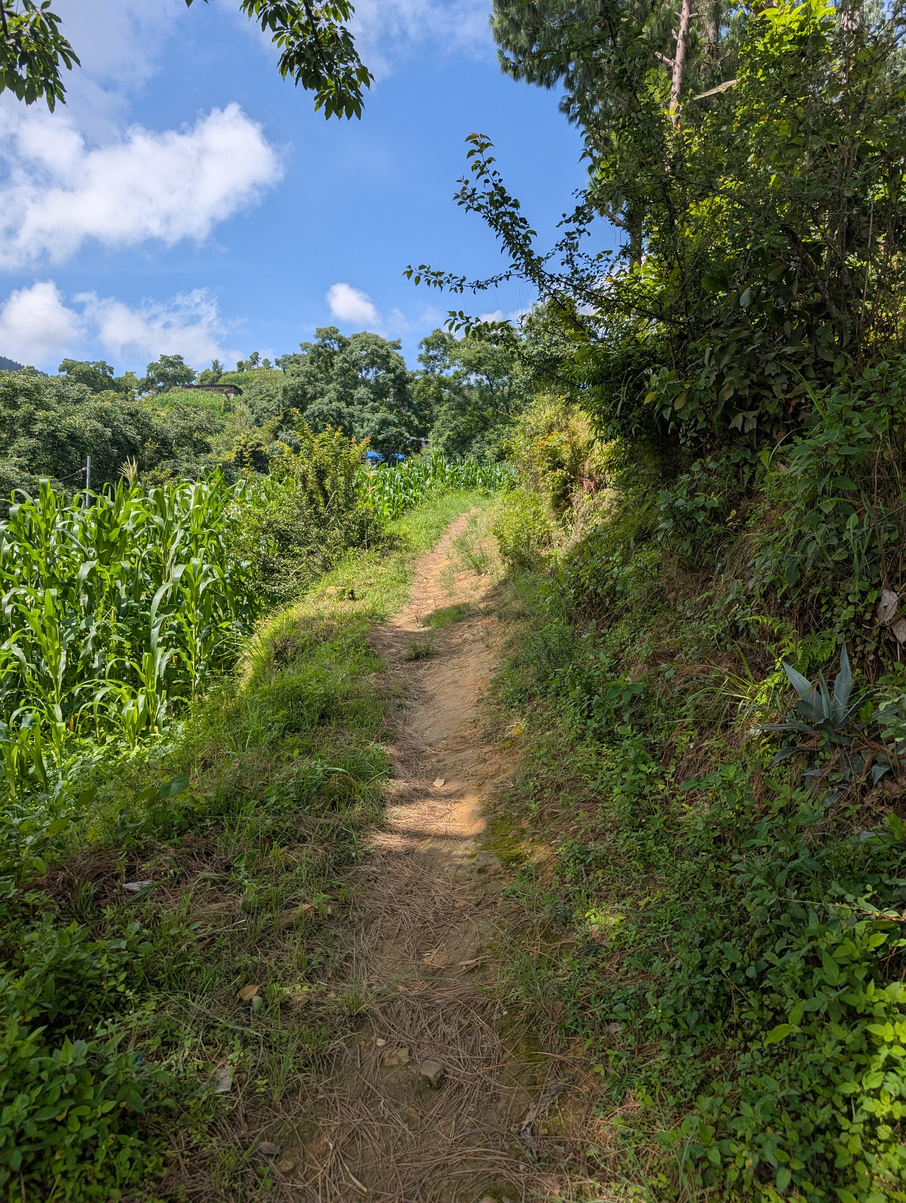 Deerhold and Deerwalk Group Hike: Monsoon Magic from Tika Bhairab to Dalchoki